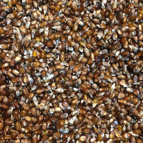 Corn, Rootbeer Popcorn