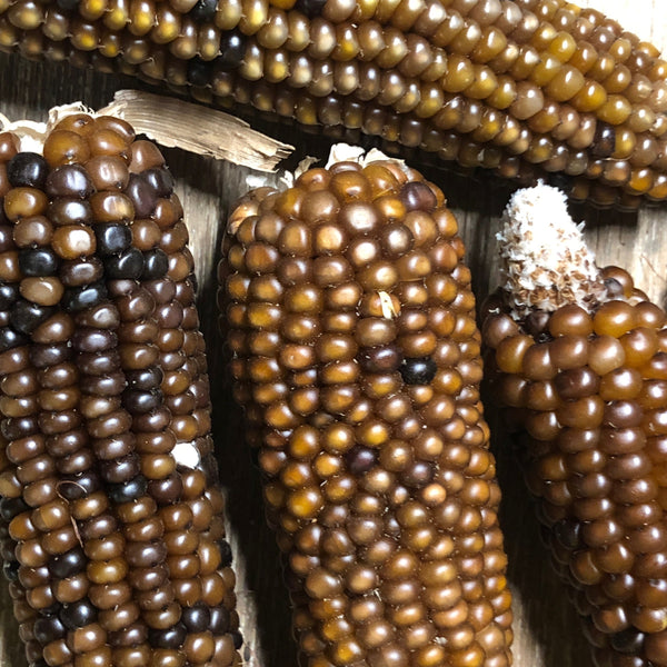 Corn, Rootbeer Popcorn