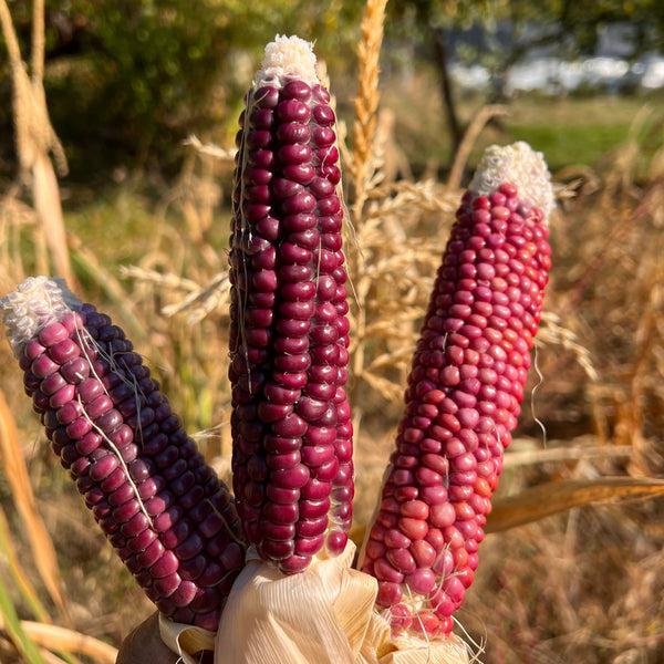Corn, Siskiyou Pink