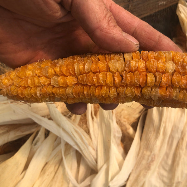 Corn, Spero’s Orange Sweet