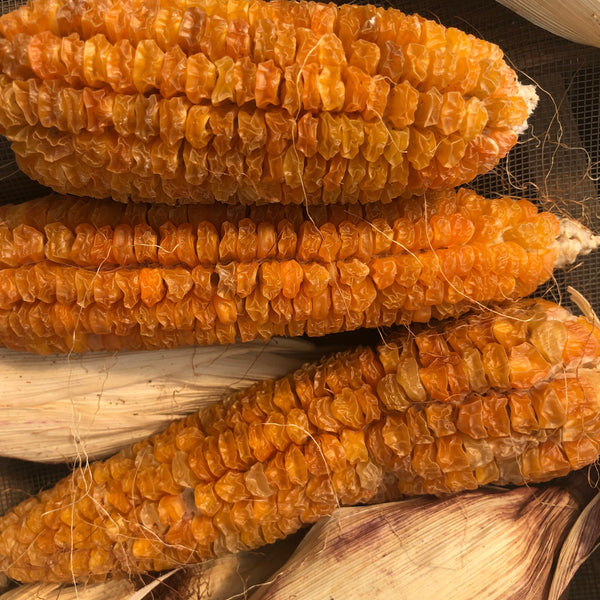 Corn, Spero’s Orange Sweet