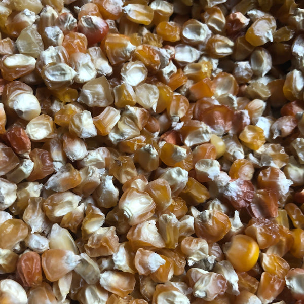 Corn, Spero’s Orange Sweet