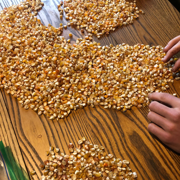 Corn, Spero’s Orange Sweet