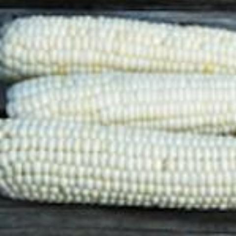 Corn, Tuxana