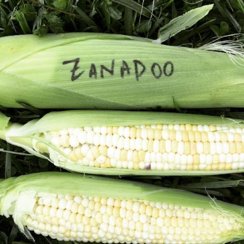 Corn, Zanadoo Bi-color, Sweet