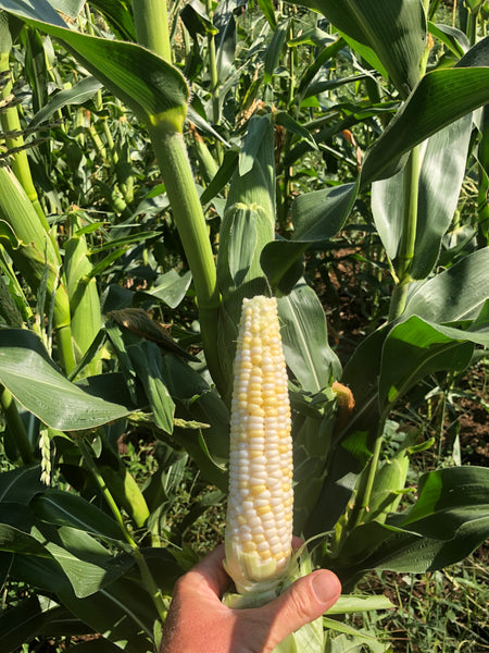 Corn, Zanadoo Bi-color, Sweet