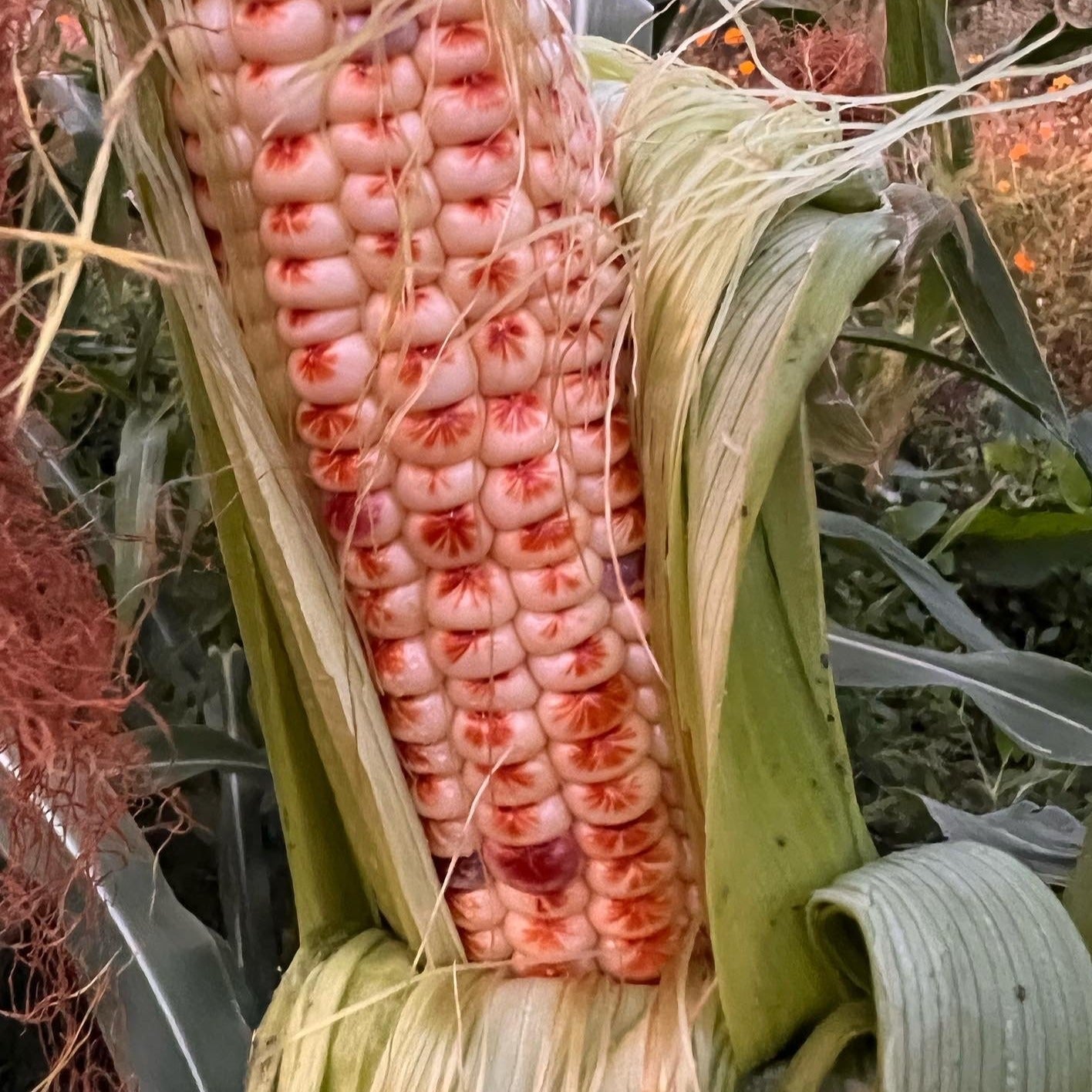 Corn, Starburst Select Sweet | Siskiyou Seeds