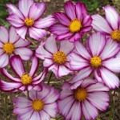 Picotee Cosmos, organic, open pollinated, cut flower