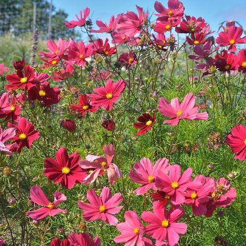 Cosmos, Rubenza