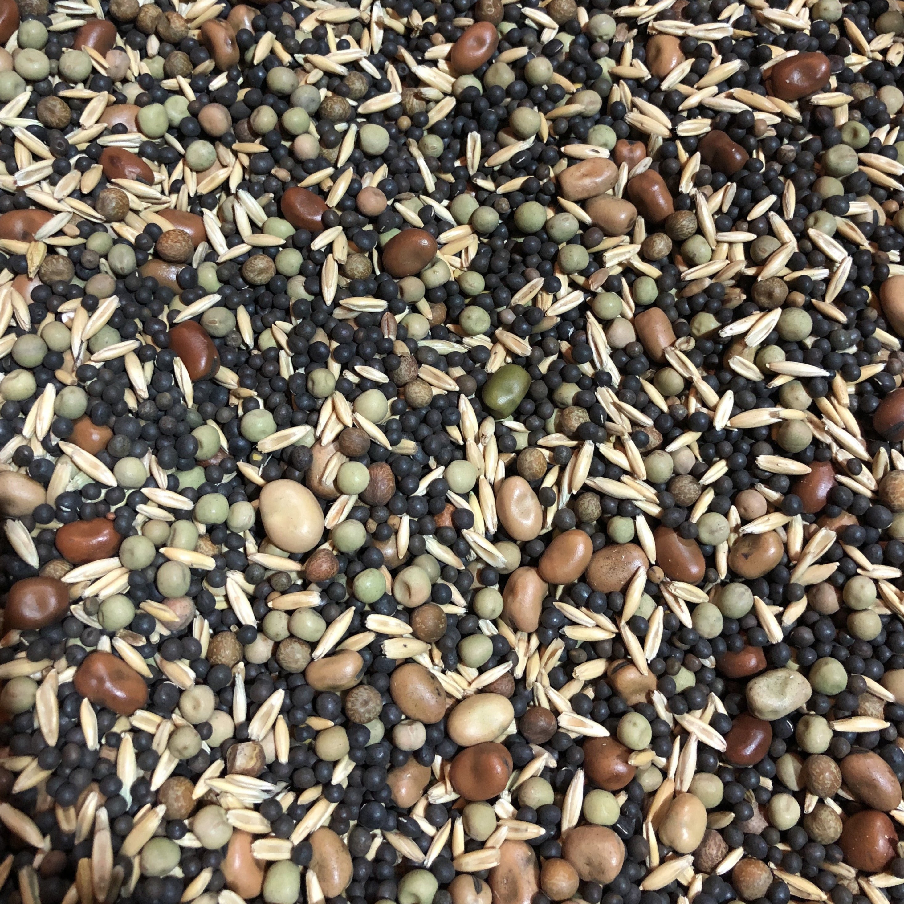 Cover Crop, Cool Season Soil Building Mix Siskiyou Seeds