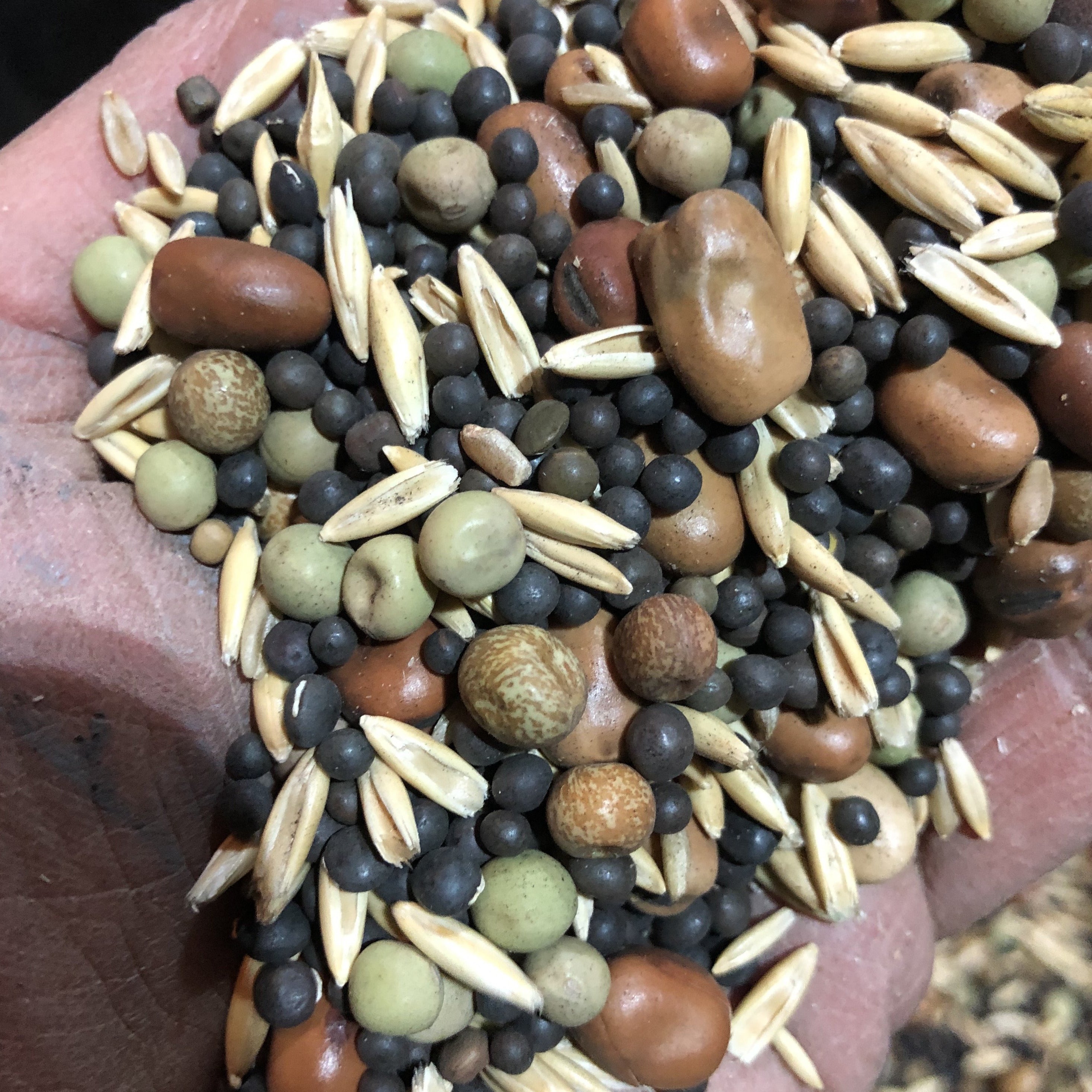 Cover Crop, Cool Season Soil Building Mix Siskiyou Seeds