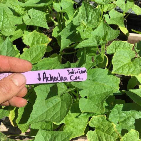 Cucumber, Bolivian (aka Achocha)