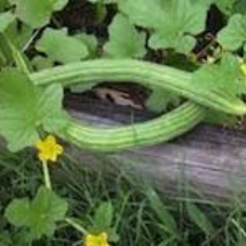 Cucumber, Armenian