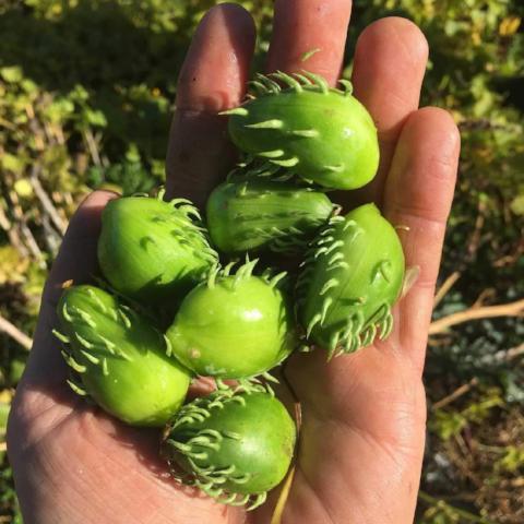 Cucumber, Bolivian (aka Achocha)