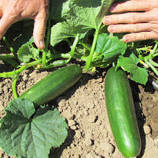 Cucumber, Green Finger