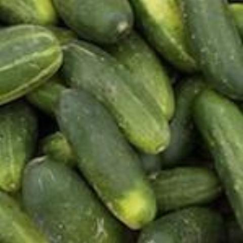 Cucumber, Mideast Peace