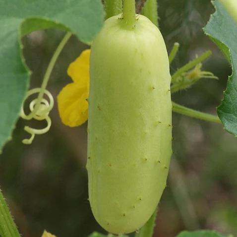 Cucumber, Poona Kheera