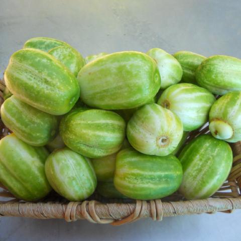 Cucumber, Richmond Green Apple