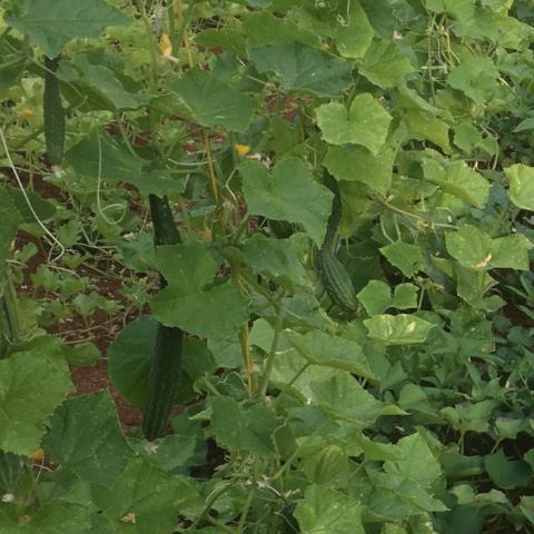 Cucumber, Suyo Long