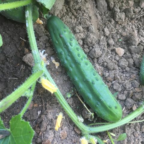 Cucumber, Sweet Marketmore