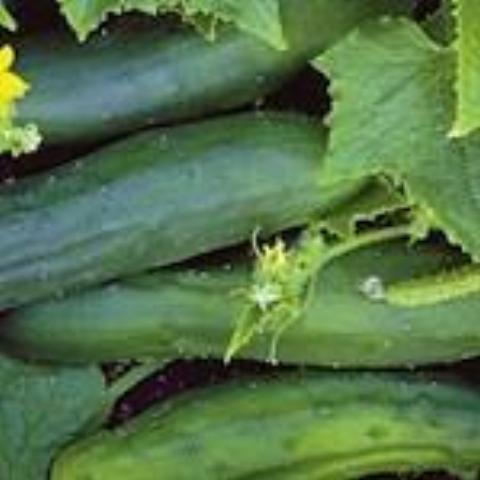 Cucumber, Sweet Marketmore