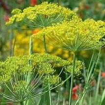 Dill, Ambrosia