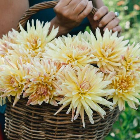 Dahlia, Cabana Banana