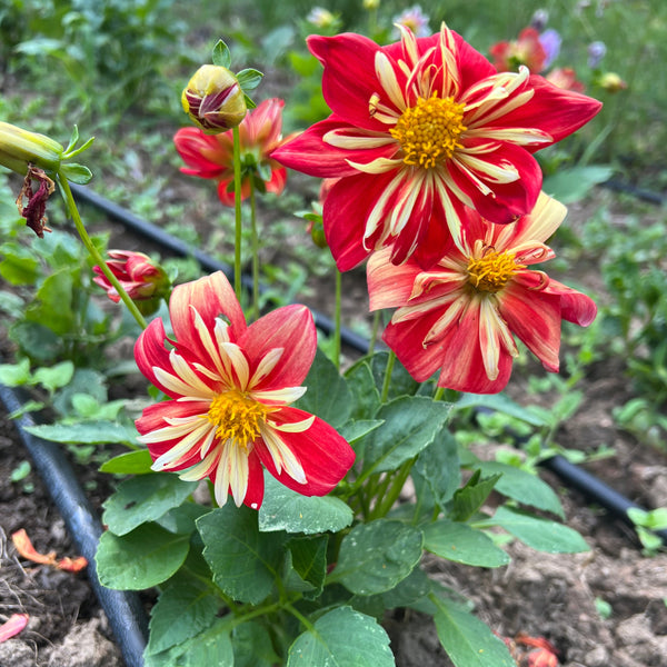 Dahlia Seed, Harlequin Mix