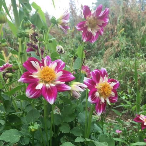 mixed dahlia seeds Dahlia Seed, Harlequin Mix