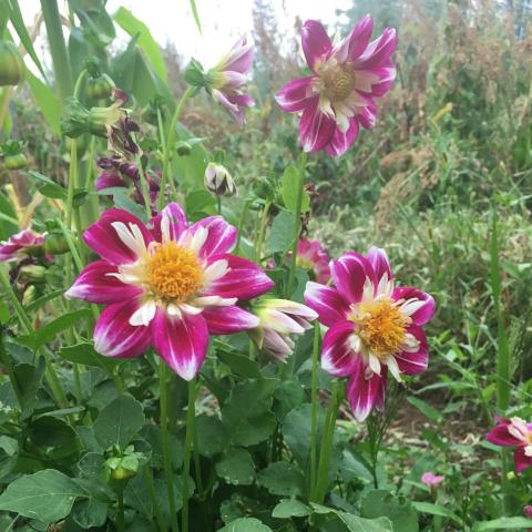 Dahlia Seed, Harlequin Mix