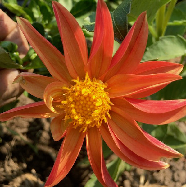 Stargazer Dahlia, organic, open pollinated, cut flower