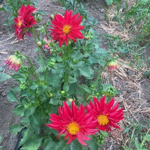 Dahlia Seed, Stargazer Mix