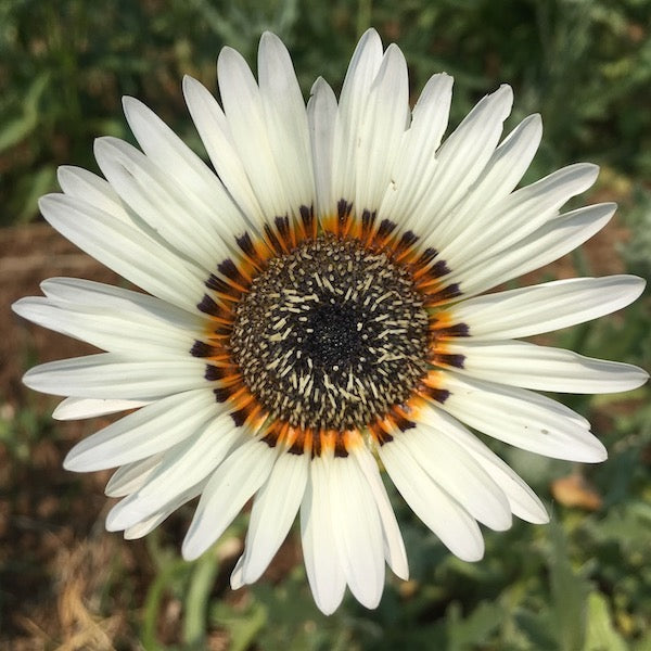 Zulu Prince Daisy, organic, open pollenated, cut flower