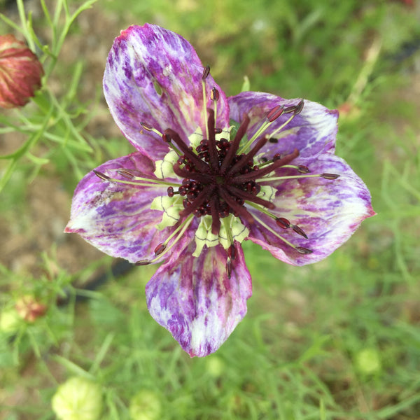 Delft Blue Nigella, organic, open pollinated, cut flower