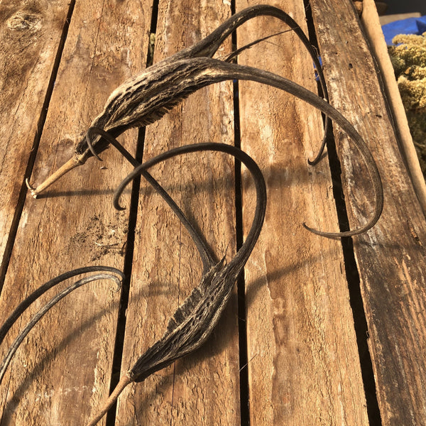 Devil’s Claw