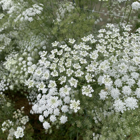 Dill, White