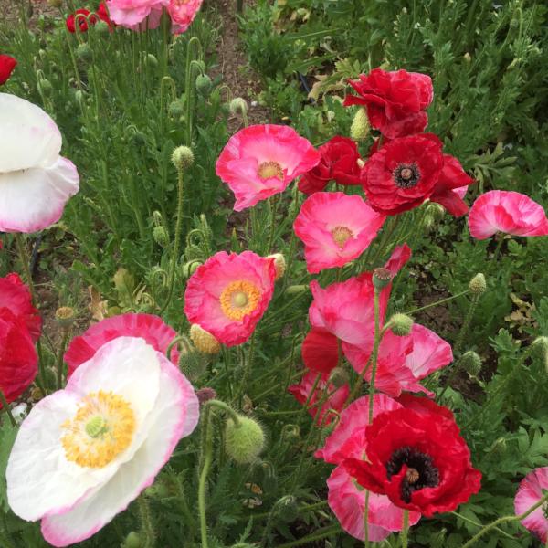 Double Mixed Shirley Poppy, organic, open pollinated, cut flower