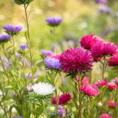 Aster, Duchesse Mix