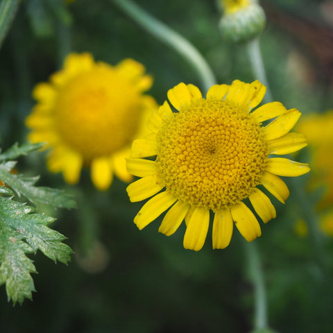 Chamomile, Dyer's