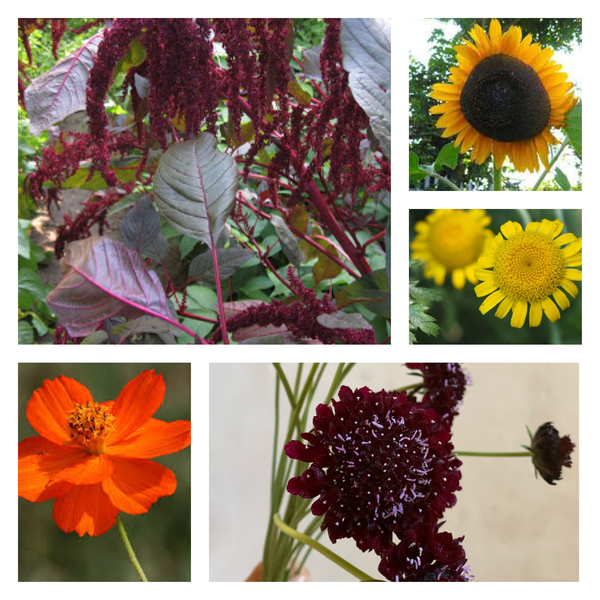 seeds for dye plants Dyer's Bundle #2