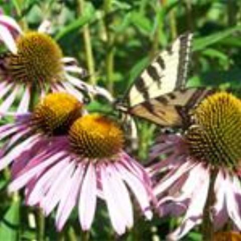 Echinacea, organic, open pollinated, cut flower