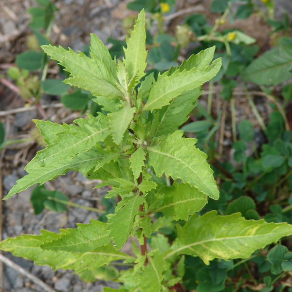 worm seed plant Epazote