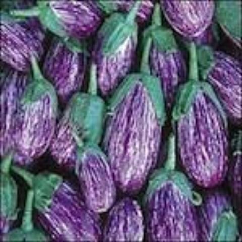 Eggplant, Listada di Gandia