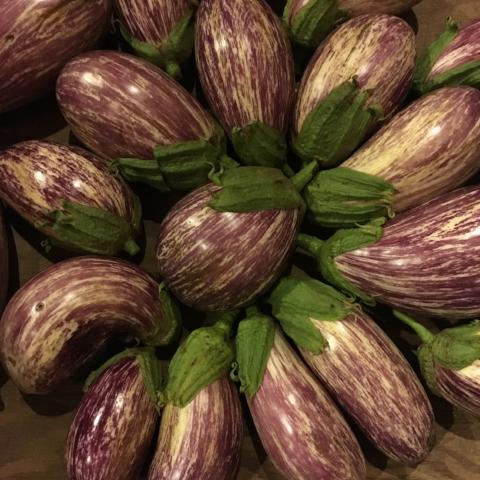 Eggplant, Listada di Gandia
