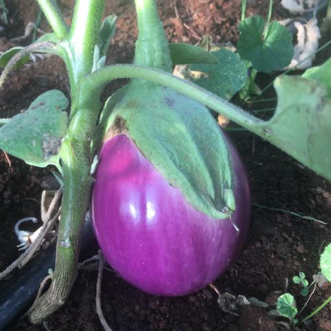 Eggplant, Violetta di Firenze