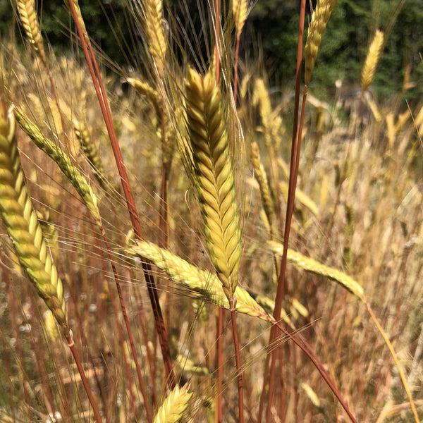 Wheat, Einkorn Greek