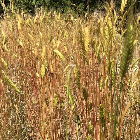 Wheat, Einkorn Greek