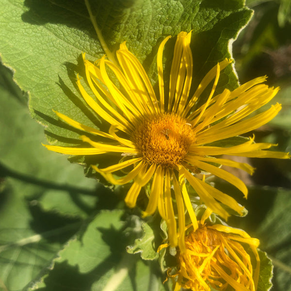 Elecampane