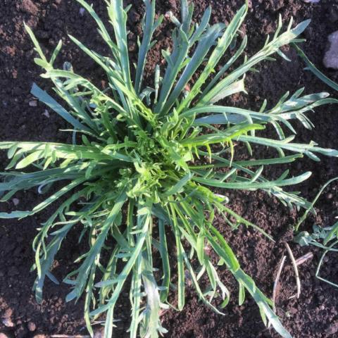 Erba Stella (aka Salad Leaf Plantain)