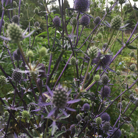 Eryngium, Glitter Mix